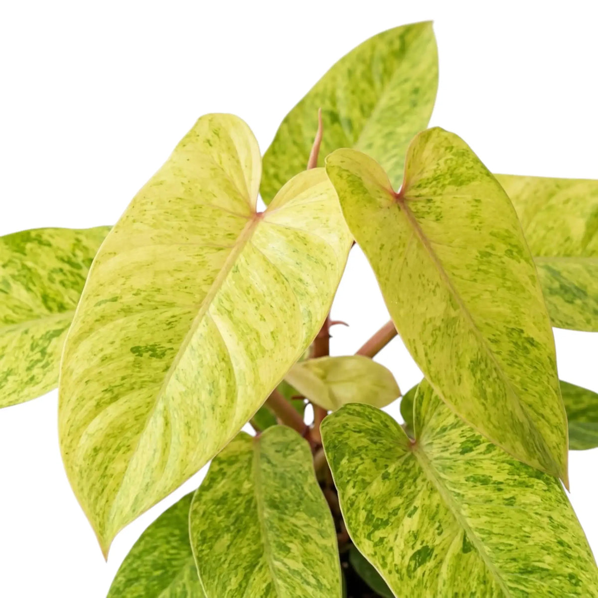 Philodendron ‘Painted Lady’ foliage close-up with lime-green mottled leaves and red leaf stalks.