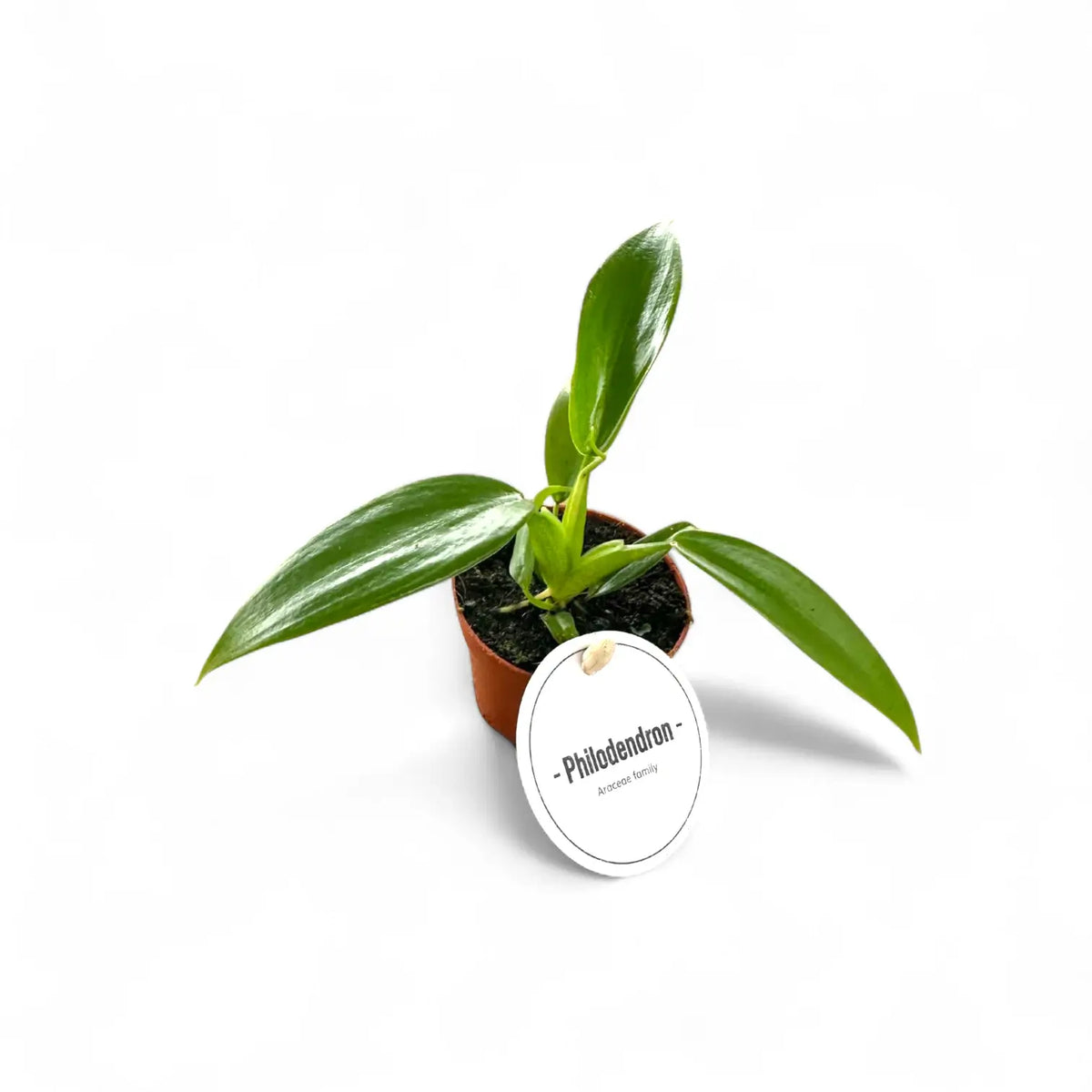 Philodendron panduriforme – Topfpflanze im Kulturtopf vor weißem Hintergrund, Produktfoto 2.
