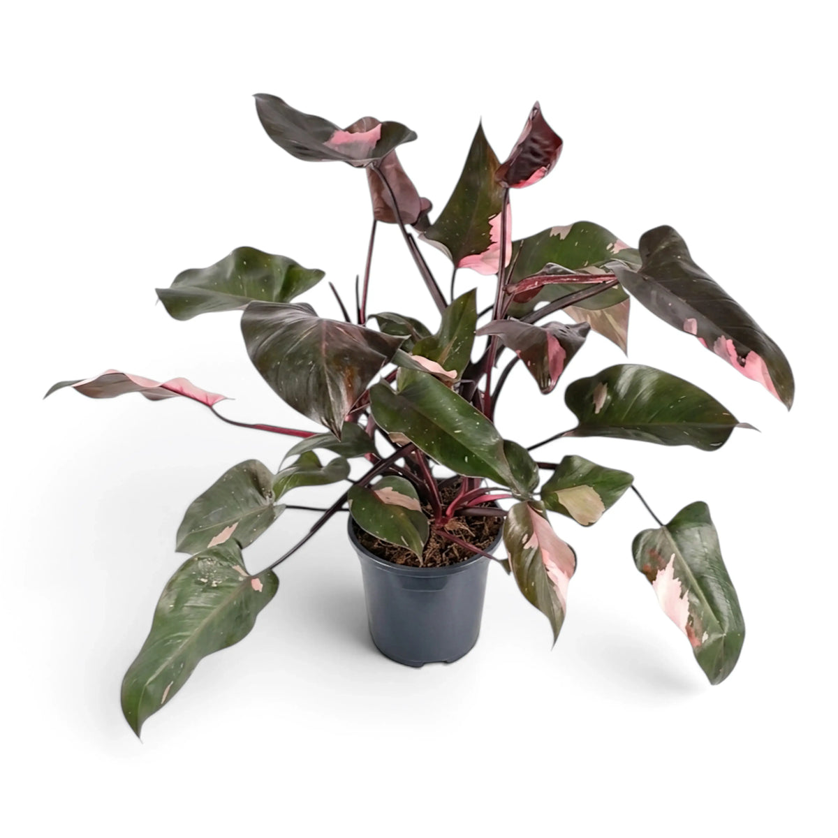 Large Philodendron 'Pink Princess' with spreading pink-variegated leaves