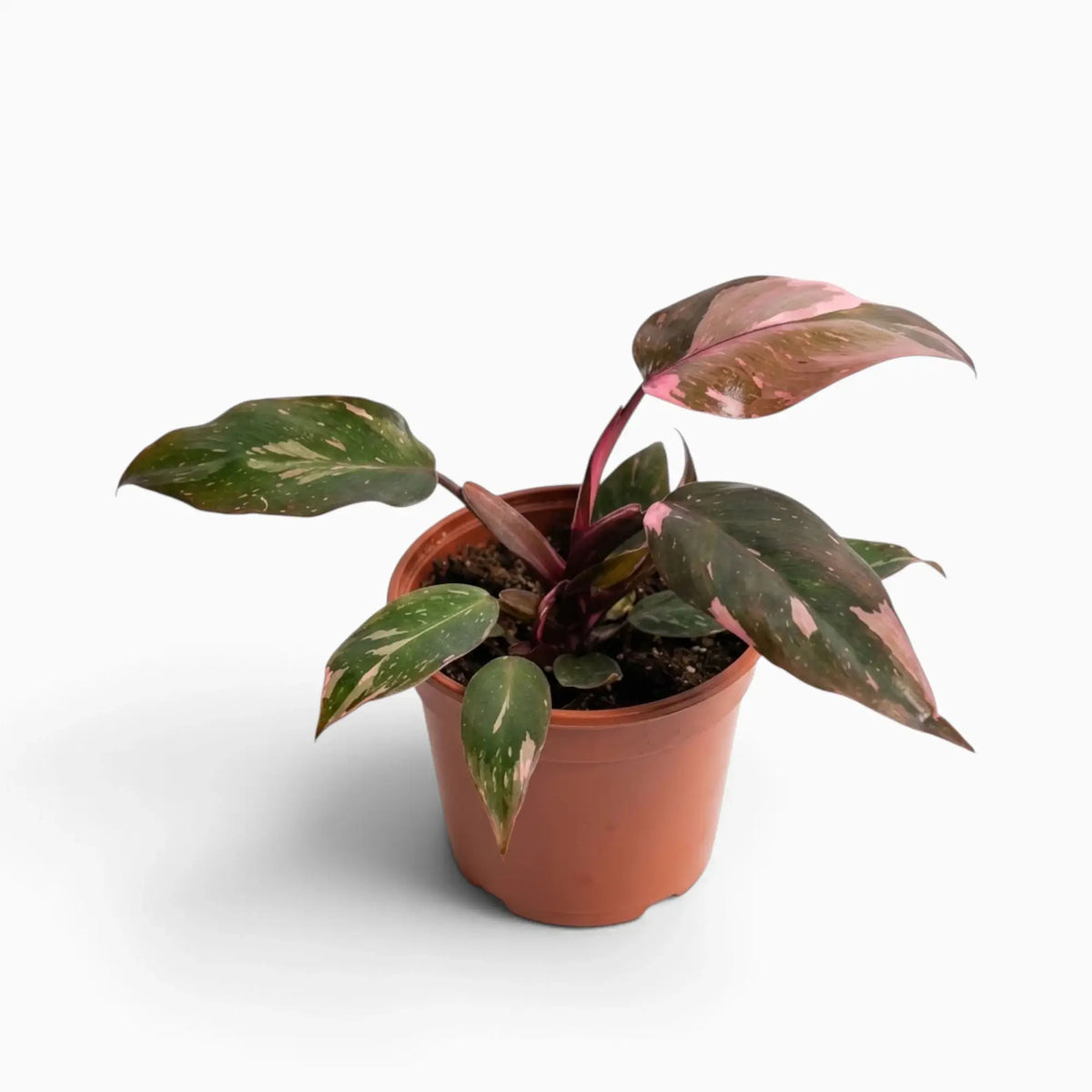 Philodendron ‘Pink Princess Marble’ medium plant with dark green leaves marbled pink