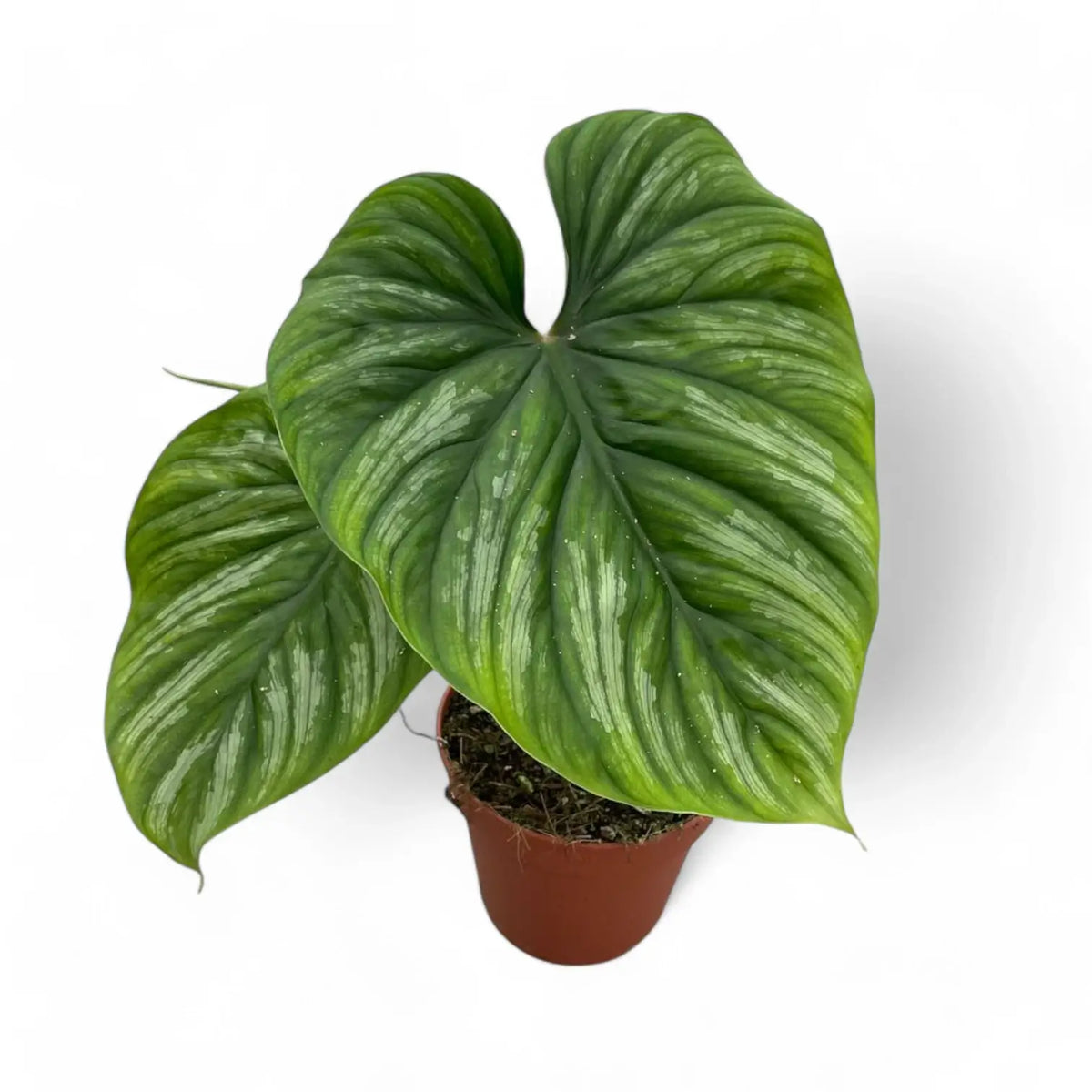 Philodendron plowmanii potted plant in nursery pot on white background.