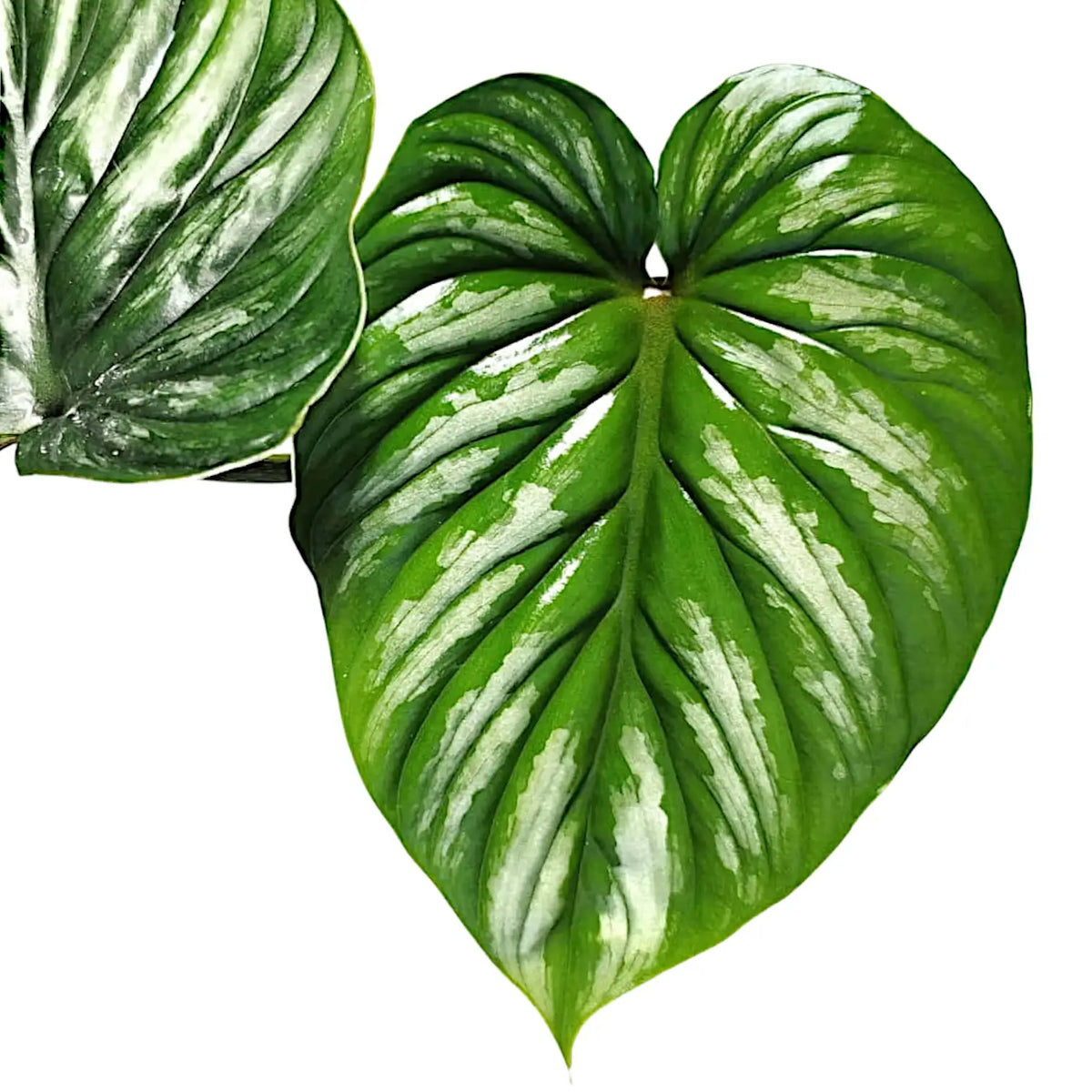 Philodendron plowmanii potted plant in nursery pot on white background.