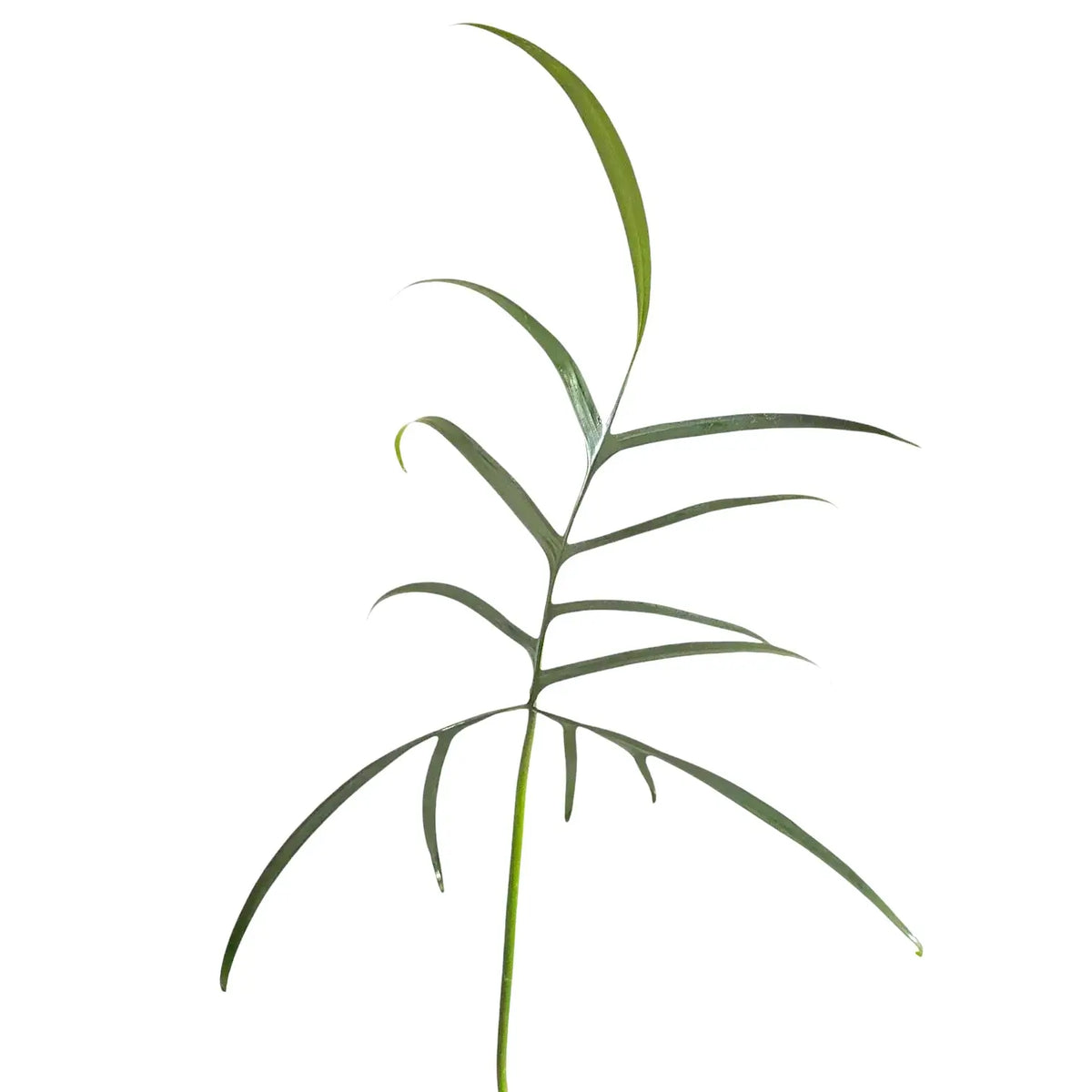 Nahaufnahme eines Blatts von Philodendron polypodioides vor weißem Hintergrund.