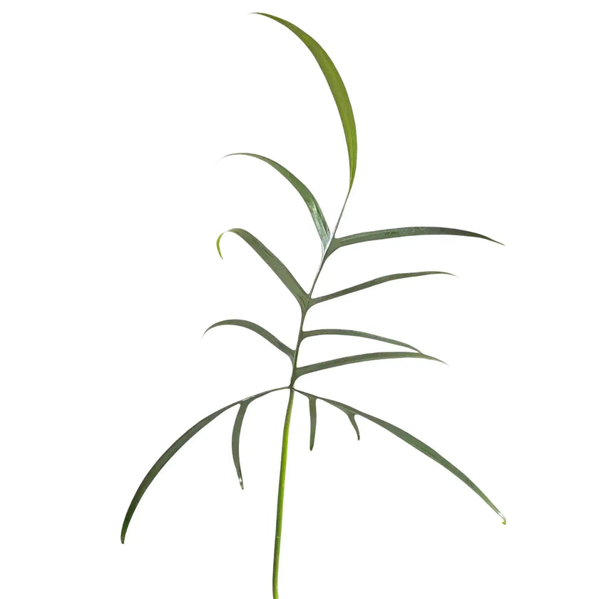 Nahaufnahme eines Blatts von Philodendron polypodioides vor weißem Hintergrund.