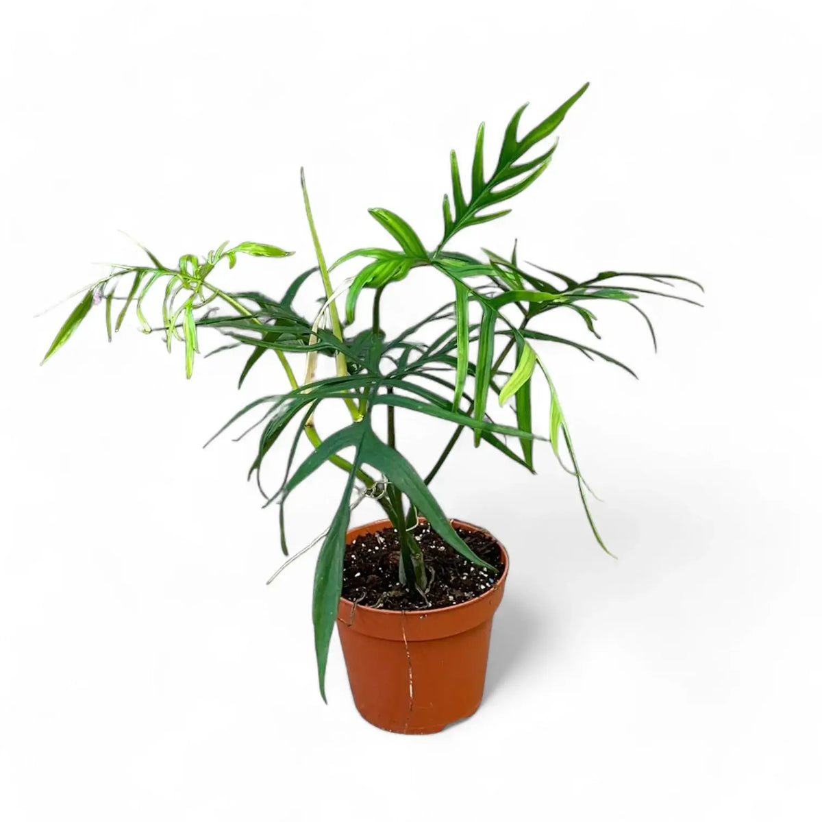 Philodendron polypodioides – Topfpflanze im Kulturtopf vor weißem Hintergrund, Produktfoto 4.