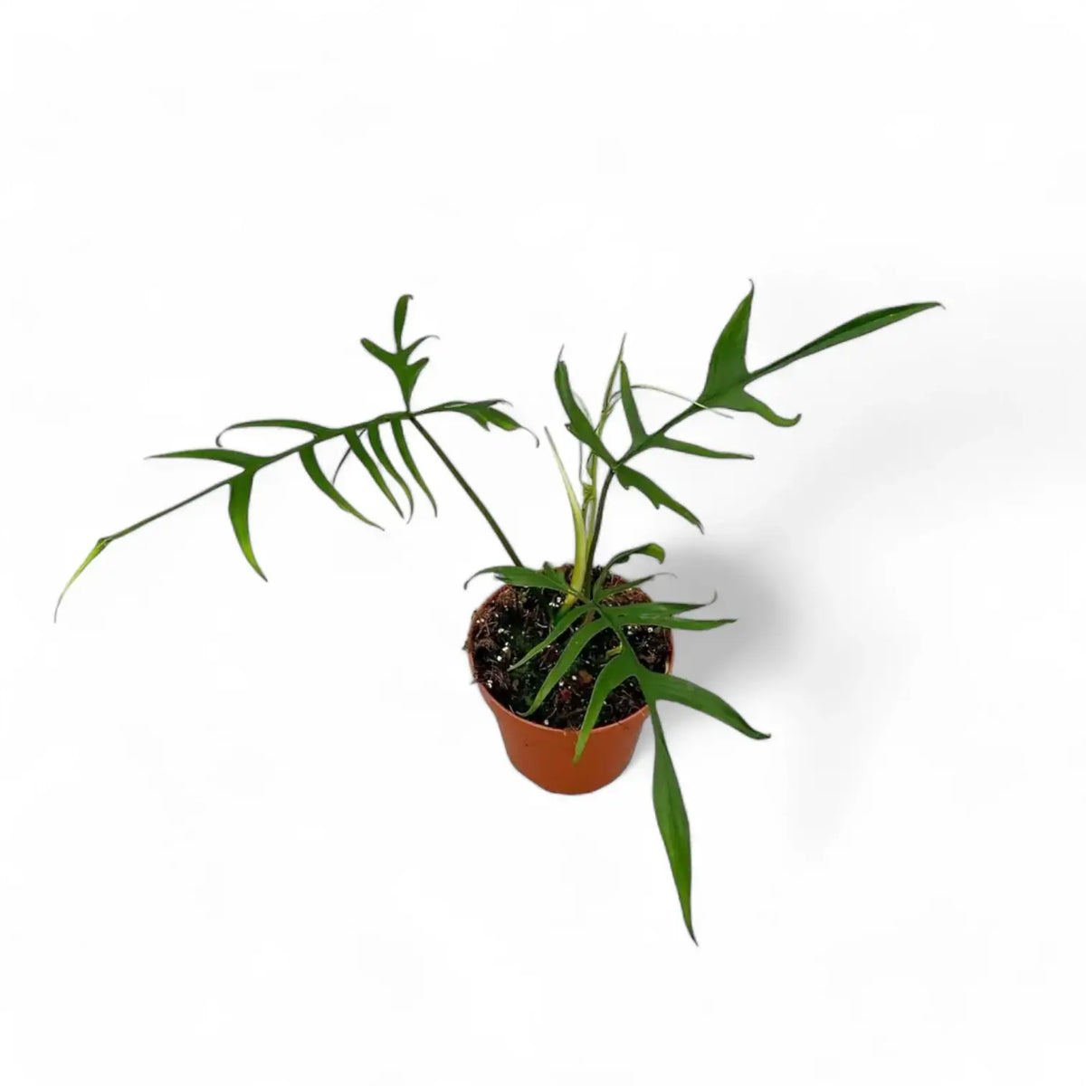 Philodendron polypodioides – Topfpflanze im Kulturtopf vor weißem Hintergrund, Produktfoto 6.