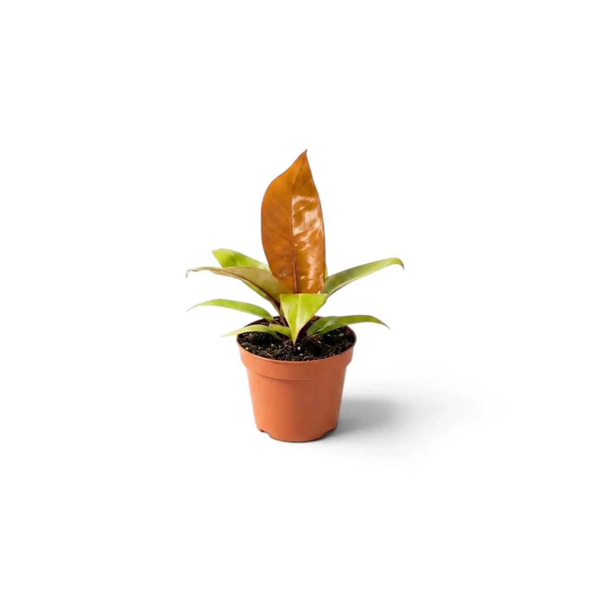 Baby Philodendron ‘Prince of Orange’ showing bronze, copper and lime-green leaf stages