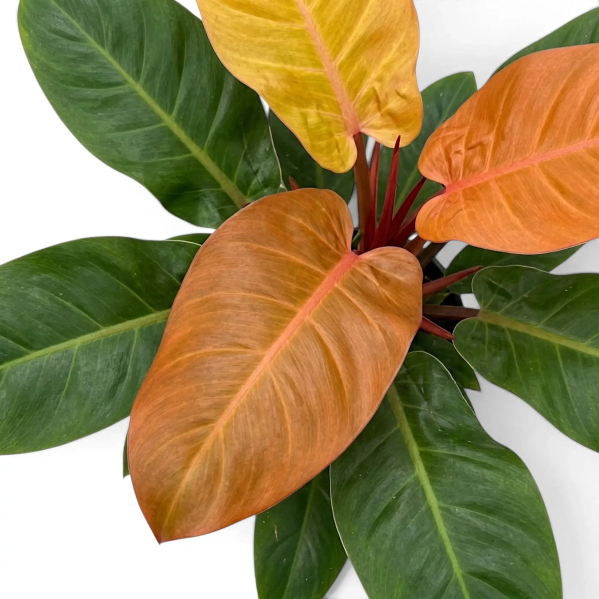 Top view of Philodendron ‘Prince of Orange’ foliage in deep green, copper and orange
