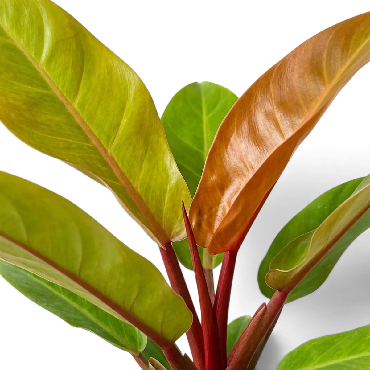 Close-up of red petioles and emerging copper foliage on Philodendron ‘Prince of Orange’