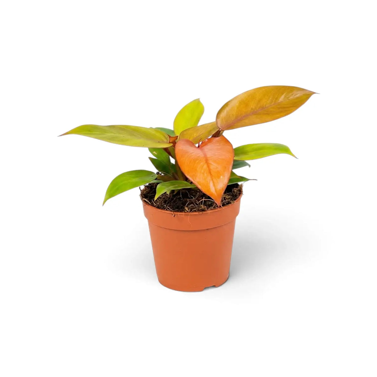 Angled view of a medium Philodendron ‘Prince of Orange’ with a broad orange new leaf