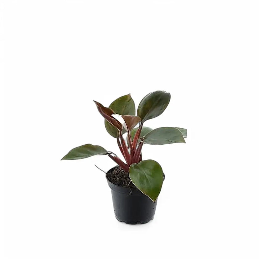 Philodendron 'Purple Congo' Zimmerpflanze im Anzuchttopf vor weißem Hintergrund, Produktfoto 2.