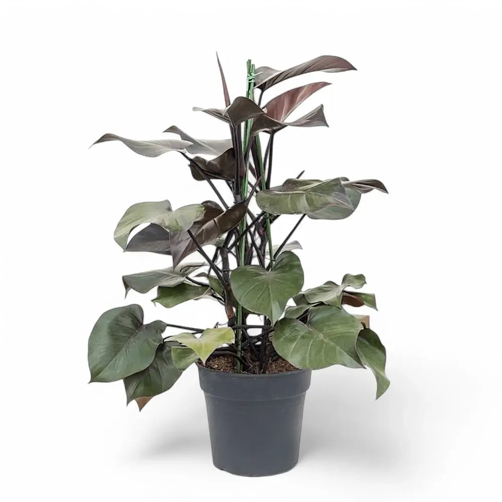 Philodendron 'Purple Congo' Zimmerpflanze im Anzuchttopf vor weißem Hintergrund, Produktfoto 4.