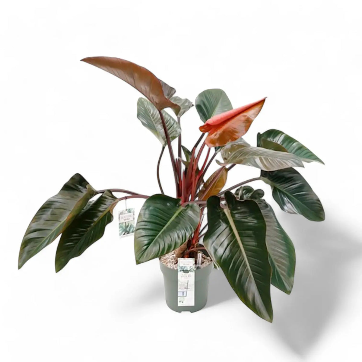 Philodendron 'Red beauty' potted plant in nursery pot on white background.