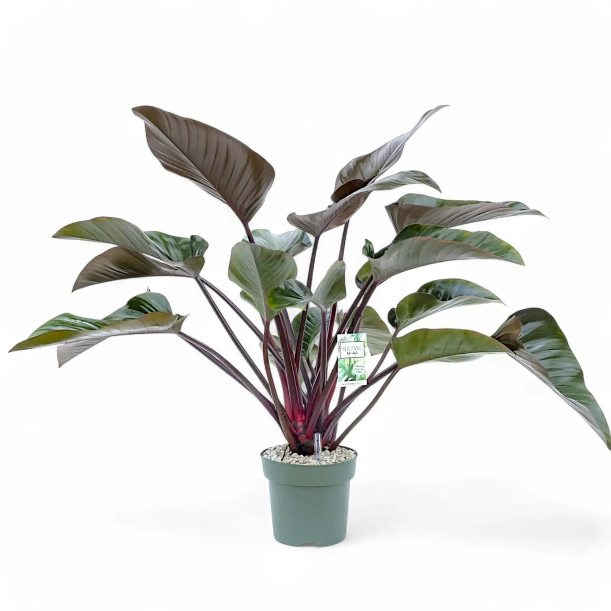Philodendron 'Red beauty' potted plant in nursery pot on white background.