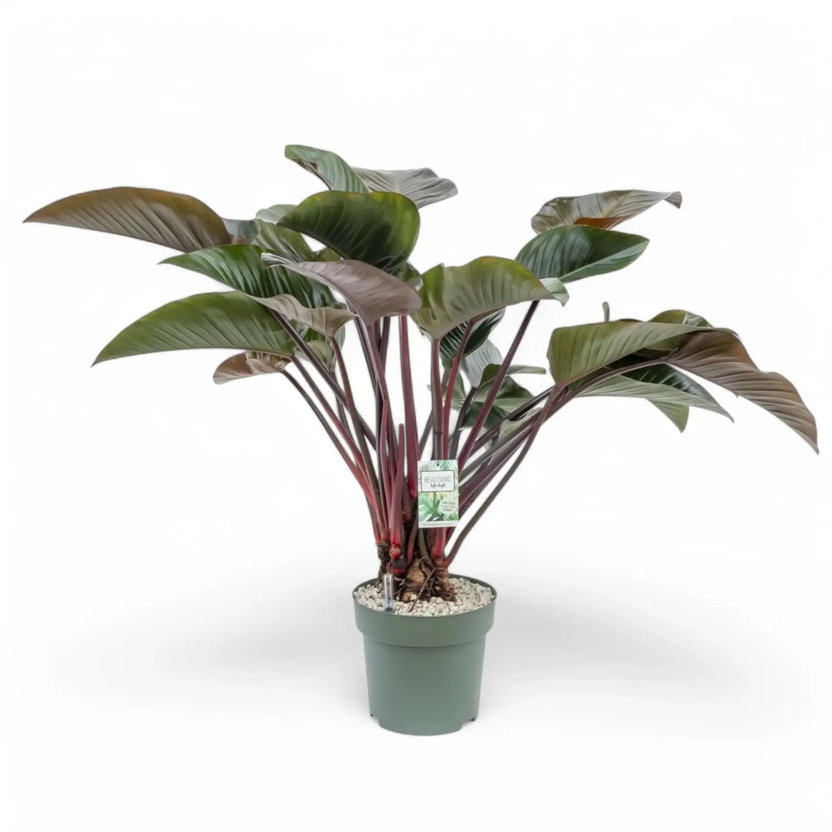 Philodendron 'Red beauty' potted plant in nursery pot on white background.