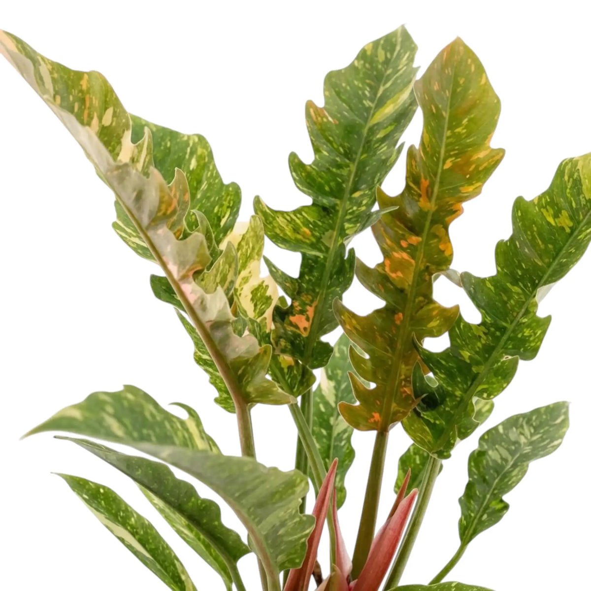 Philodendron ‘Ring of Fire’ foliage close-up with toothed leaves variegated in green, cream, yellow and orange.