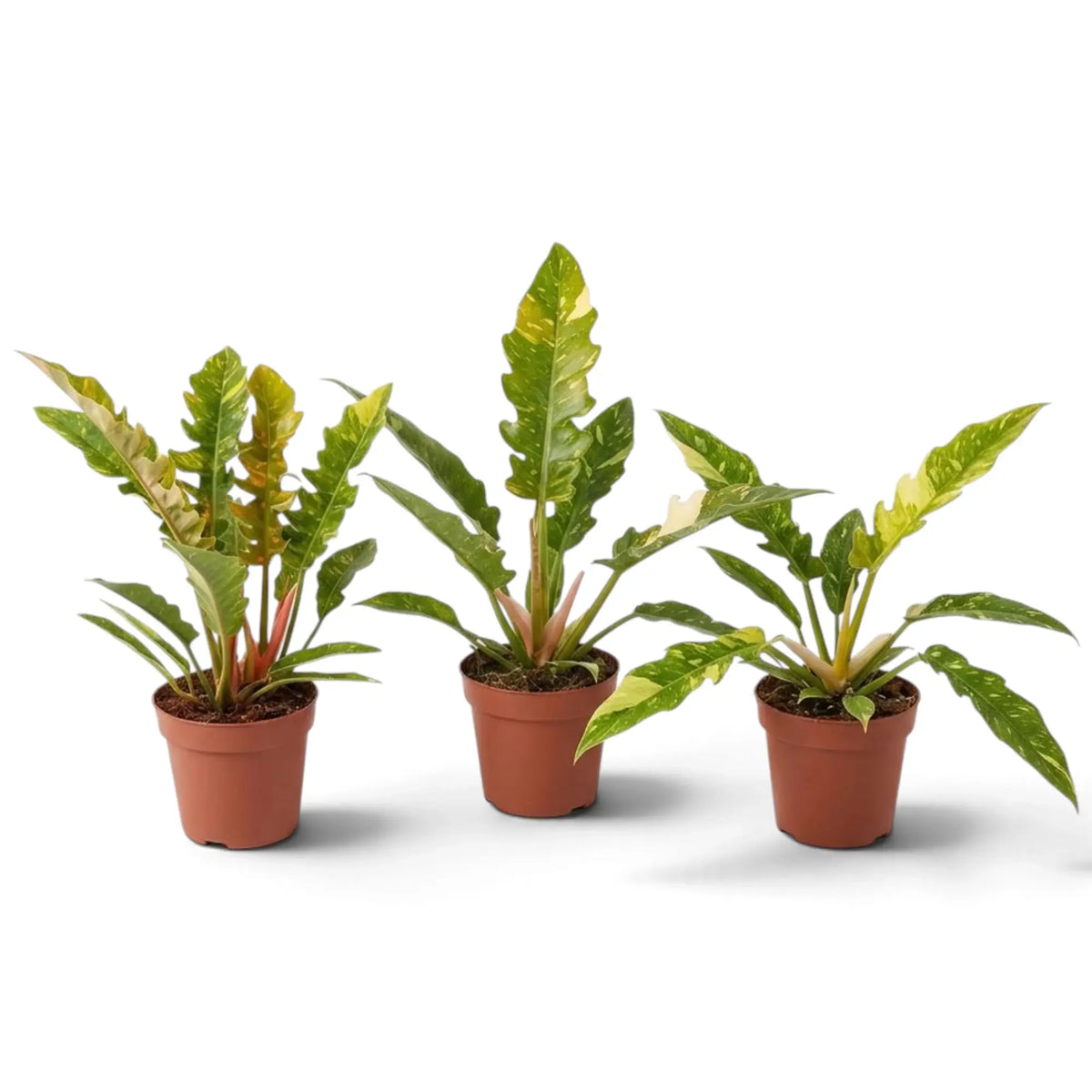 Philodendron ‘Ring of Fire’ with long jagged leaves variegated green, cream and yellow in a nursery pot.