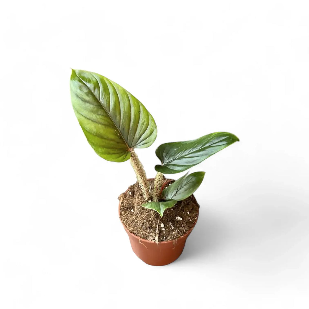 Philodendron serpens Zimmerpflanze im Anzuchttopf vor weißem Hintergrund, Produktfoto 2.