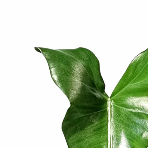 Philodendron simmondsii – Blattdetail vor weißem Hintergrund..