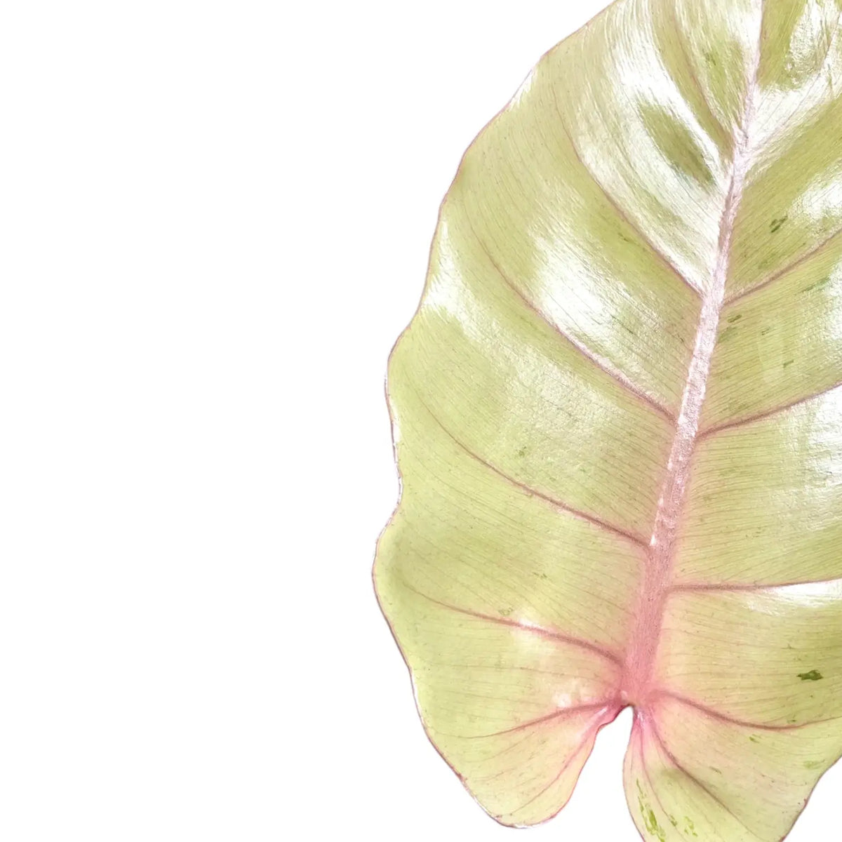 Philodendron 'Snowdrift' leaf close-up on white background.