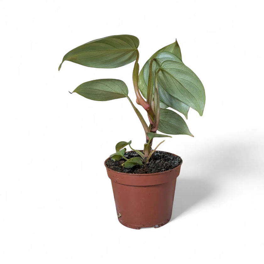 Philodendron sodiroi potted plant in nursery pot on white background.