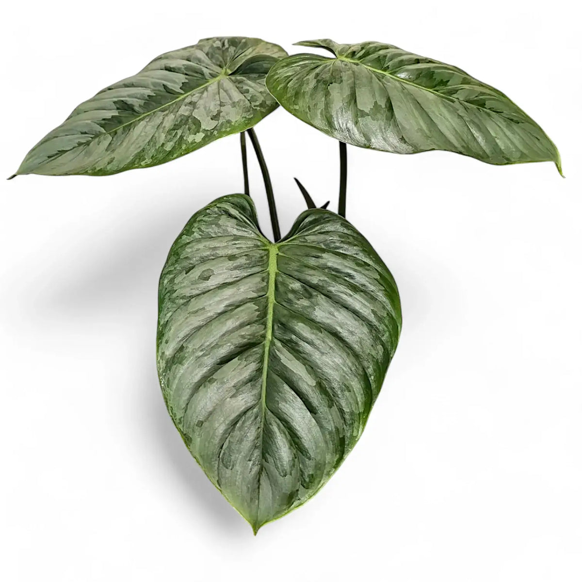 Philodendron sodiroi potted plant in nursery pot on white background.