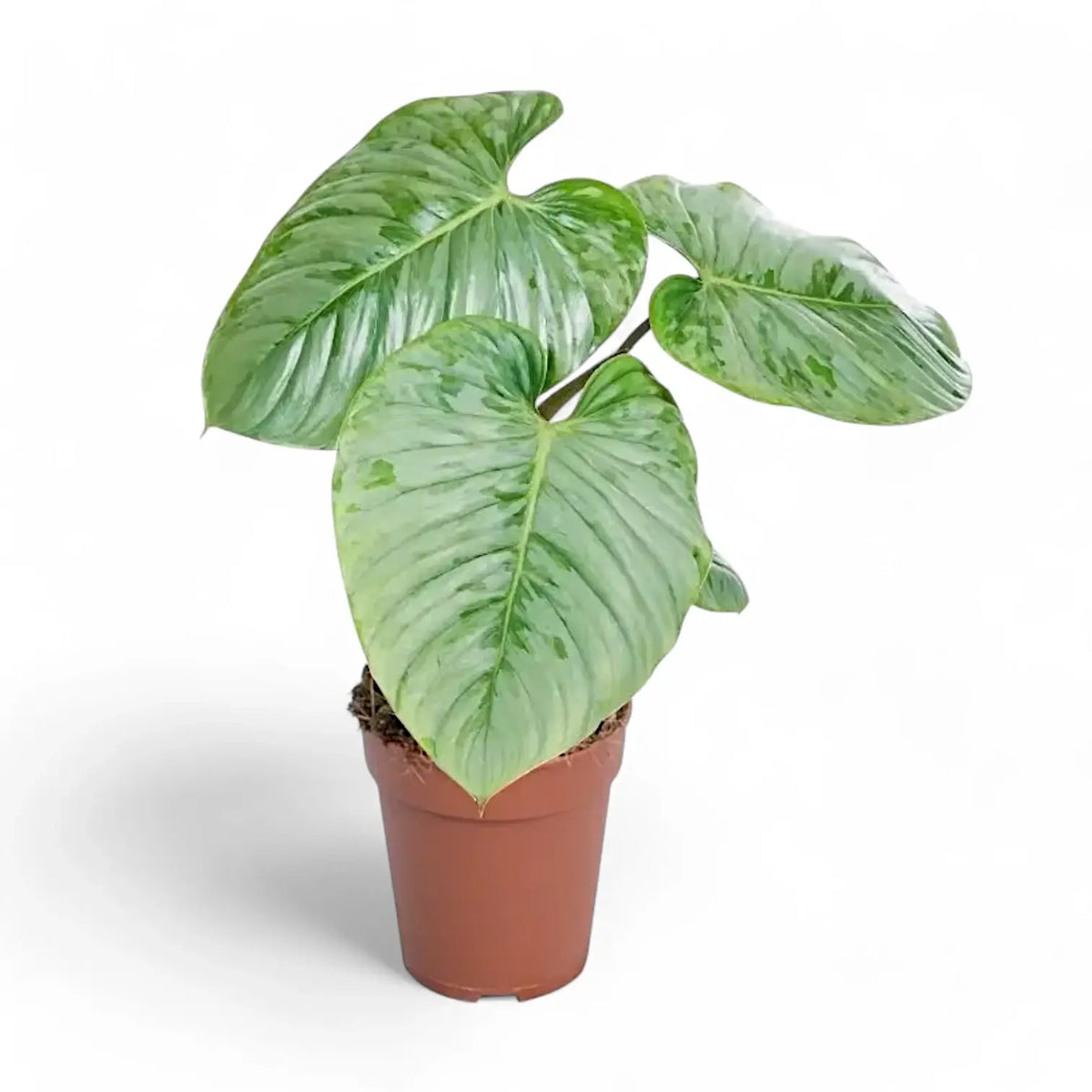 Philodendron sodiroi potted plant in nursery pot on white background.