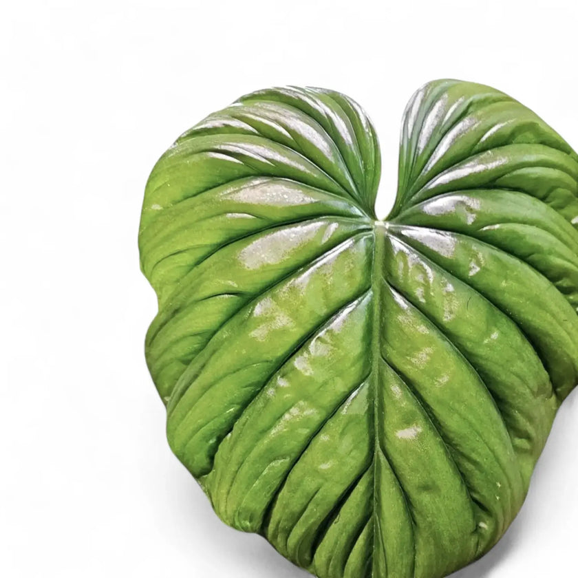 Philodendron sp. Colombia leaf close-up on white background.