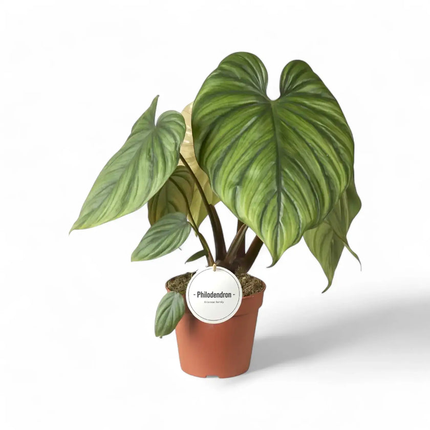 Philodendron sp. Colombia potted plant in nursery pot on white background.