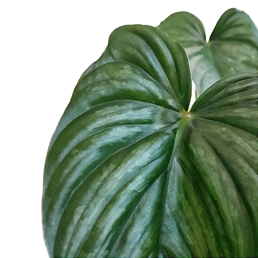 Philodendron sp 'peltatum' ('pastazanum silver') leaf close-up on white background.