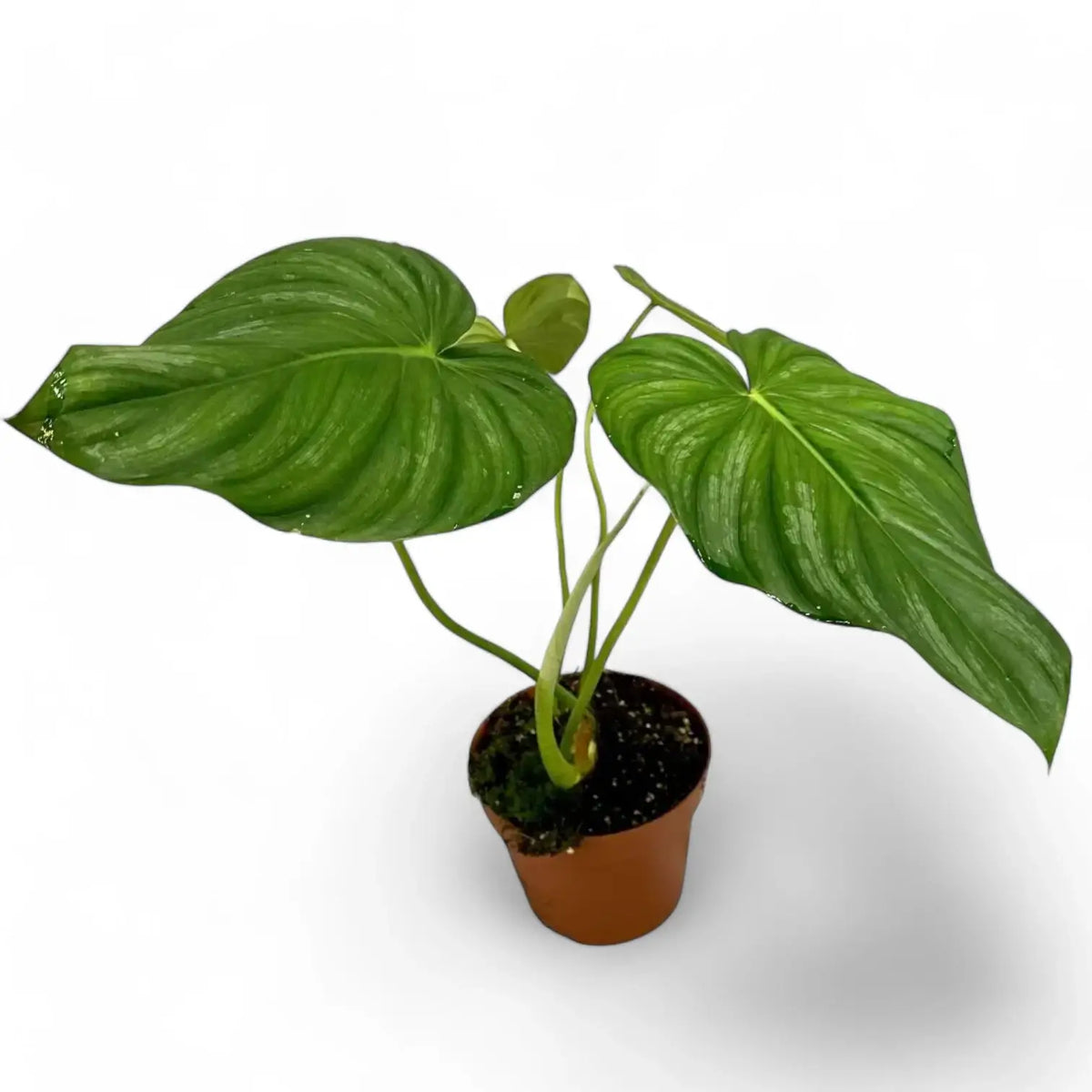 Philodendron sp 'peltatum' ('pastazanum silver') potted plant in nursery pot on white background.