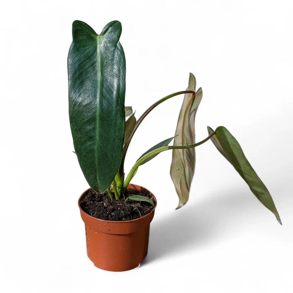 Philodendron spiritus-sancti potted plant in nursery pot on white background.