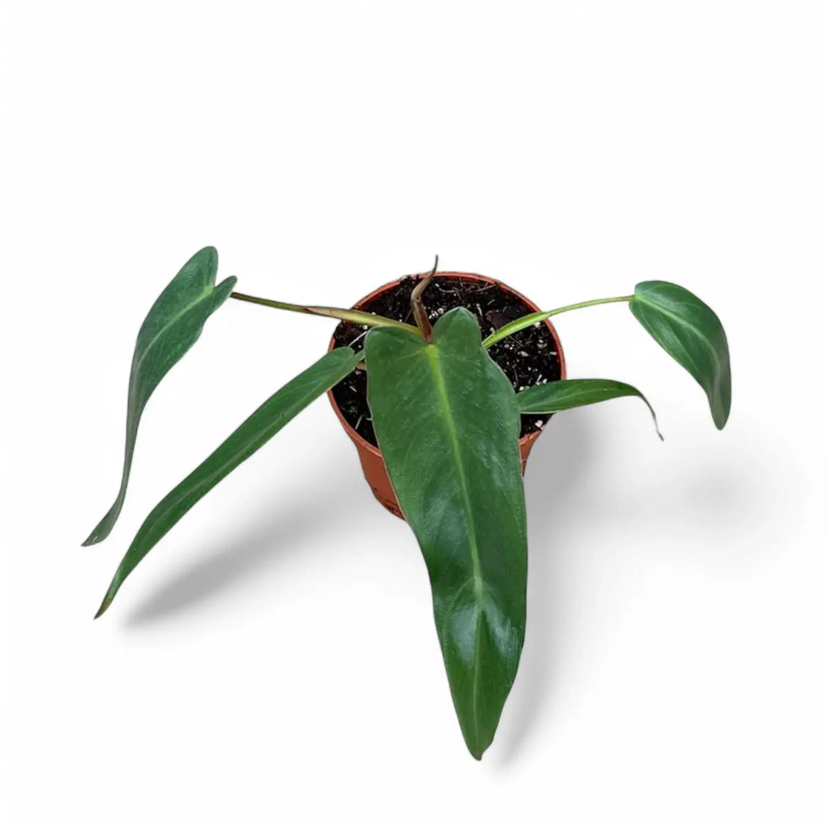 Philodendron spiritus-sancti potted plant in nursery pot on white background.