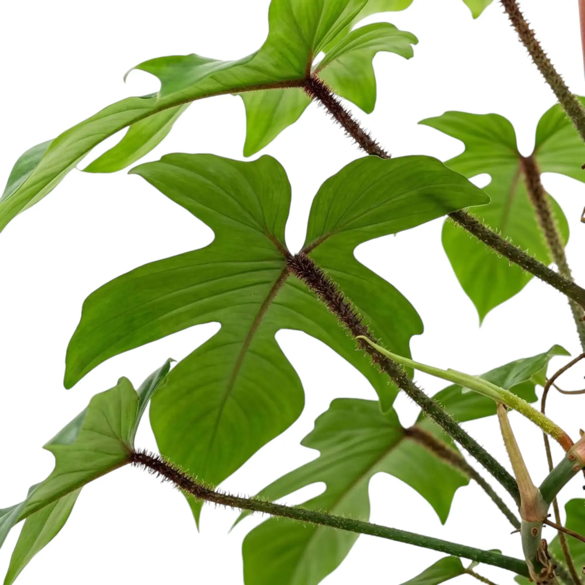 Nahaufnahme von Philodendron squamiferum mit grünen Blättern und roten, borstig behaarten Blattstielen.