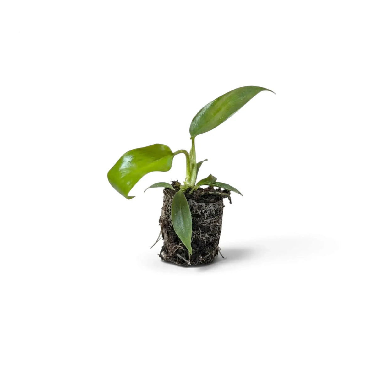 Kleine Jungpflanze von Philodendron squamiferum mit grünen Blättern und roten, borstig behaarten Blattstielen im Kulturtopf.