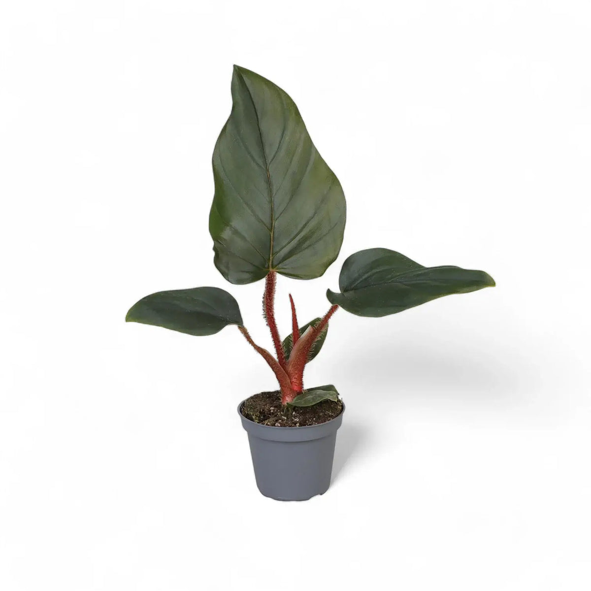 Philodendron squamiferum x serpens potted plant in nursery pot on white background.