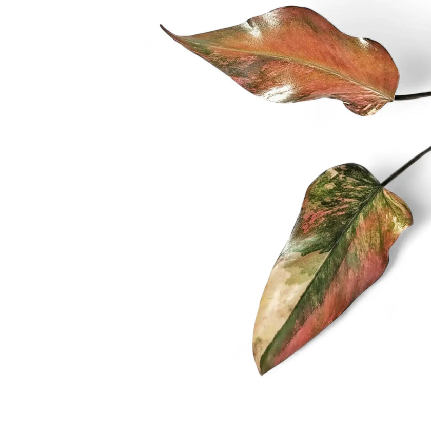 Philodendron 'Strawberry shake' ('Red Emerald' variegata) – Blattdetail vor weißem Hintergrund..