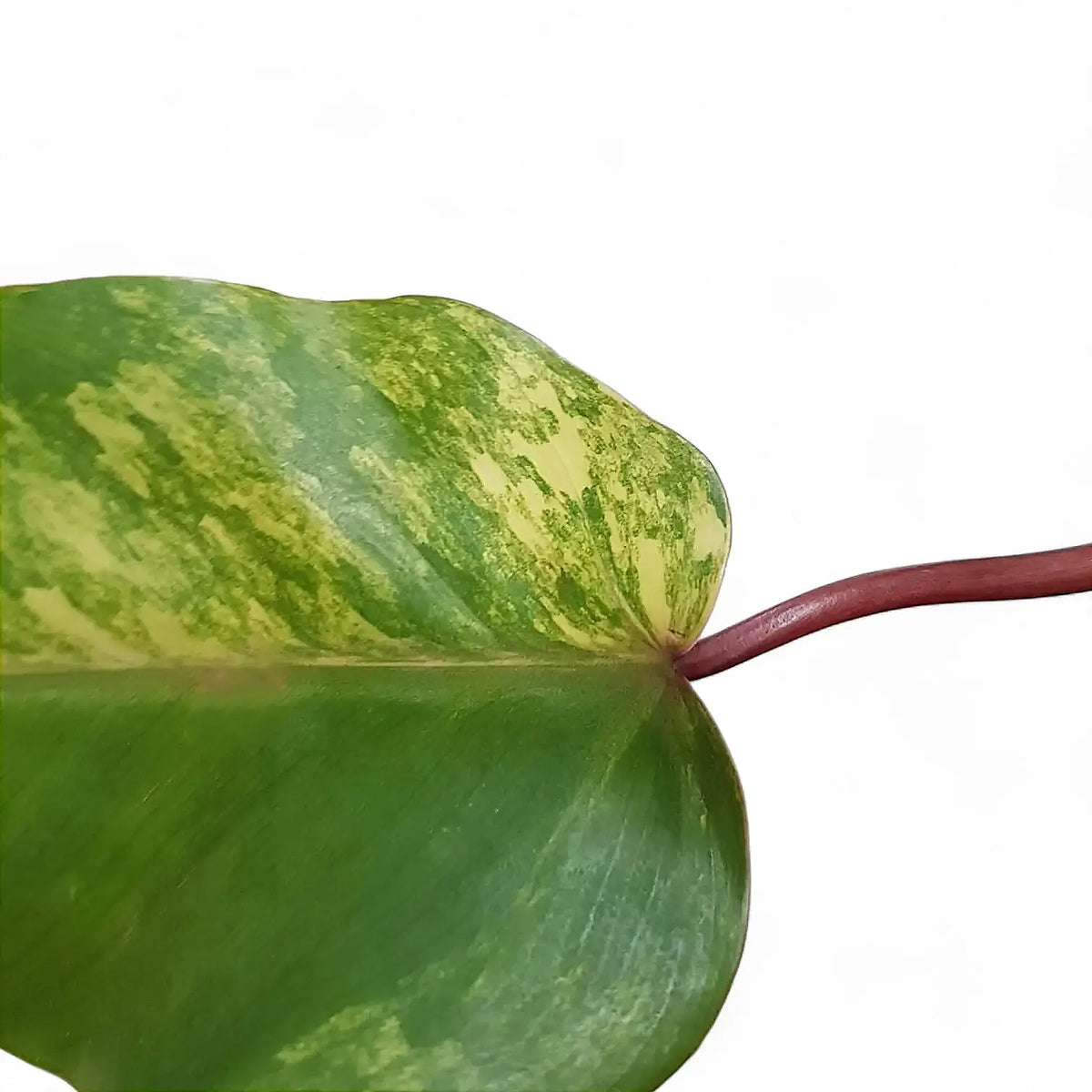 Philodendron 'Strawberry shake' ('Red Emerald' variegata) potted plant in nursery pot on white background.