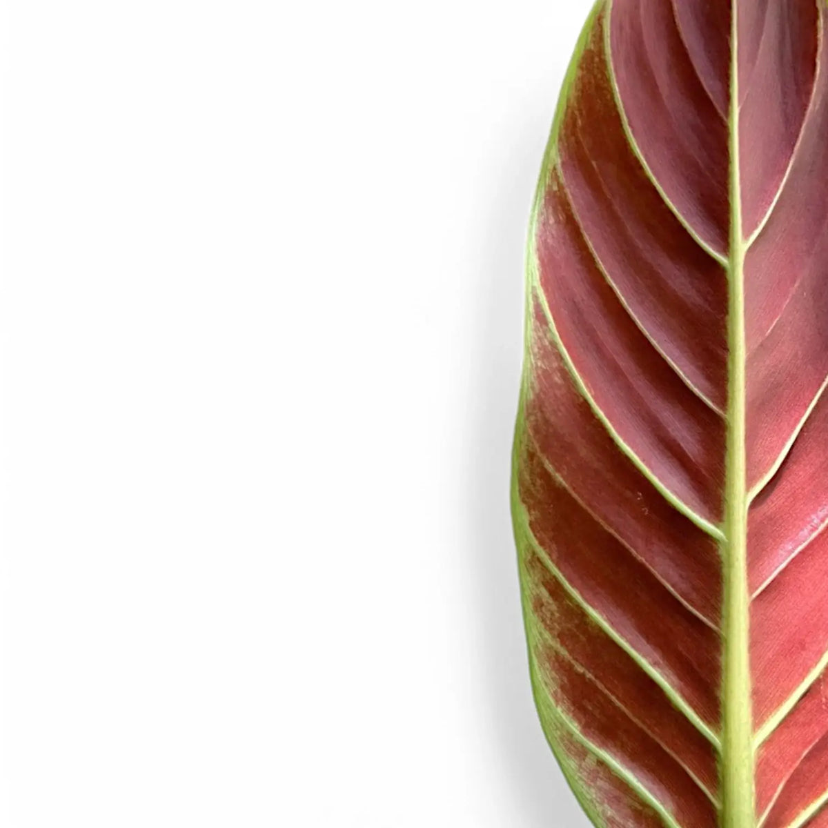 Philodendron subhastatum leaf close-up on white background.