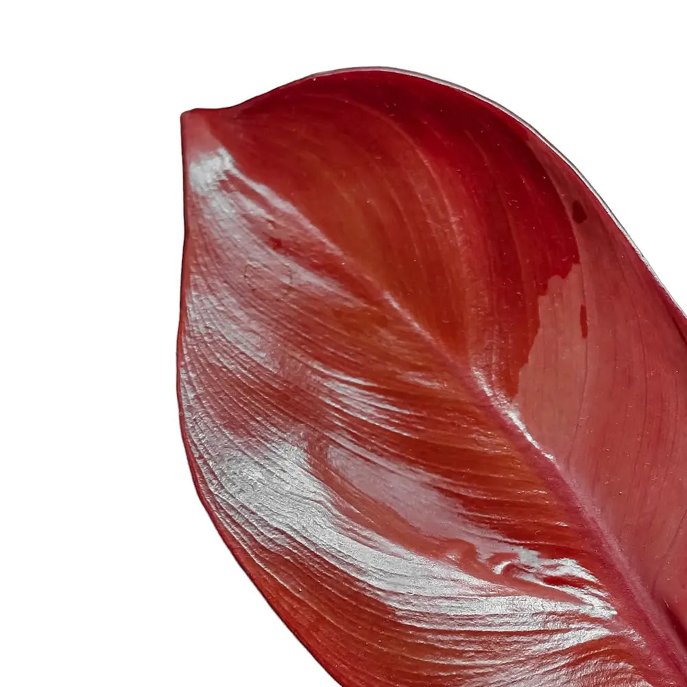 Philodendron 'Sunlight' – Blattdetail vor weißem Hintergrund..