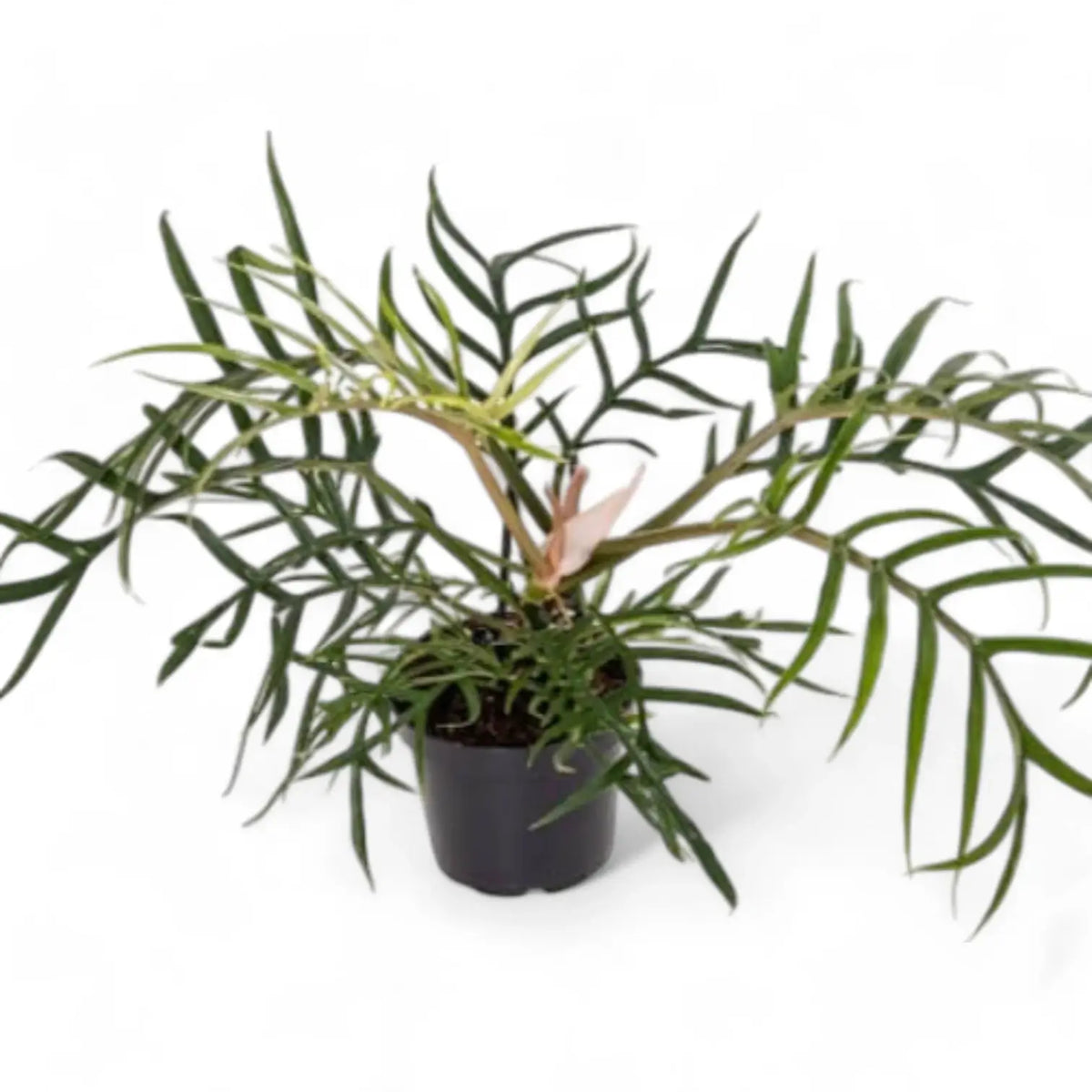 Philodendron tortum potted plant in nursery pot on white background.