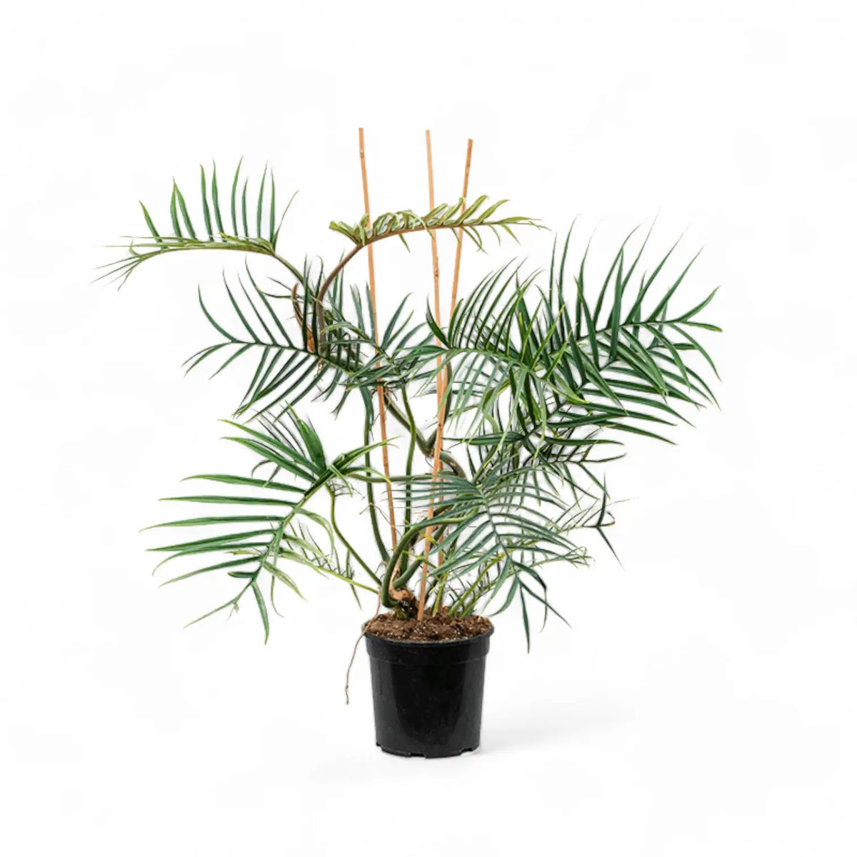 Philodendron tortum potted plant in nursery pot on white background.