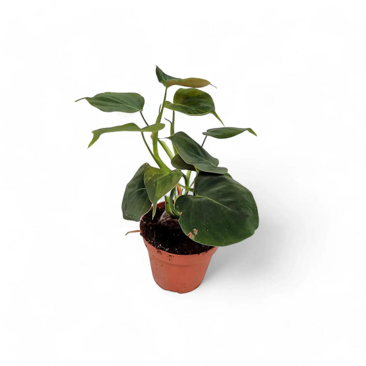 Philodendron cf lupinum (Philodendron vanninii Croat ined.) potted plant in nursery pot on white background.
