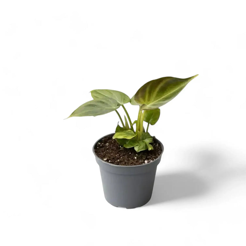 Philodendron verrucosum – Topfpflanze im Kulturtopf vor weißem Hintergrund, Produktfoto 3.