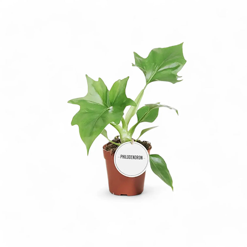 Philodendron warszewiczii – Topfpflanze im Kulturtopf vor weißem Hintergrund, Produktfoto 2.
