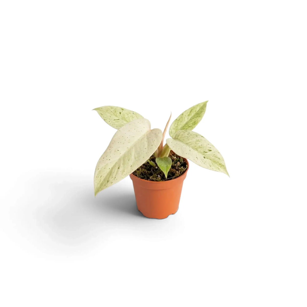 Junger Philodendron ‘Whipple Way’ mit schmalen grünen Blättern und cremefarbener bis mintgrüner Panaschierung im Kulturtopf.
