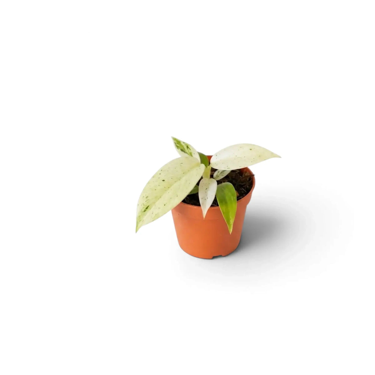 Junger Philodendron ‘Whipple Way’ mit schmalen grünen Blättern und cremefarbener bis mintgrüner Panaschierung im Kulturtopf.