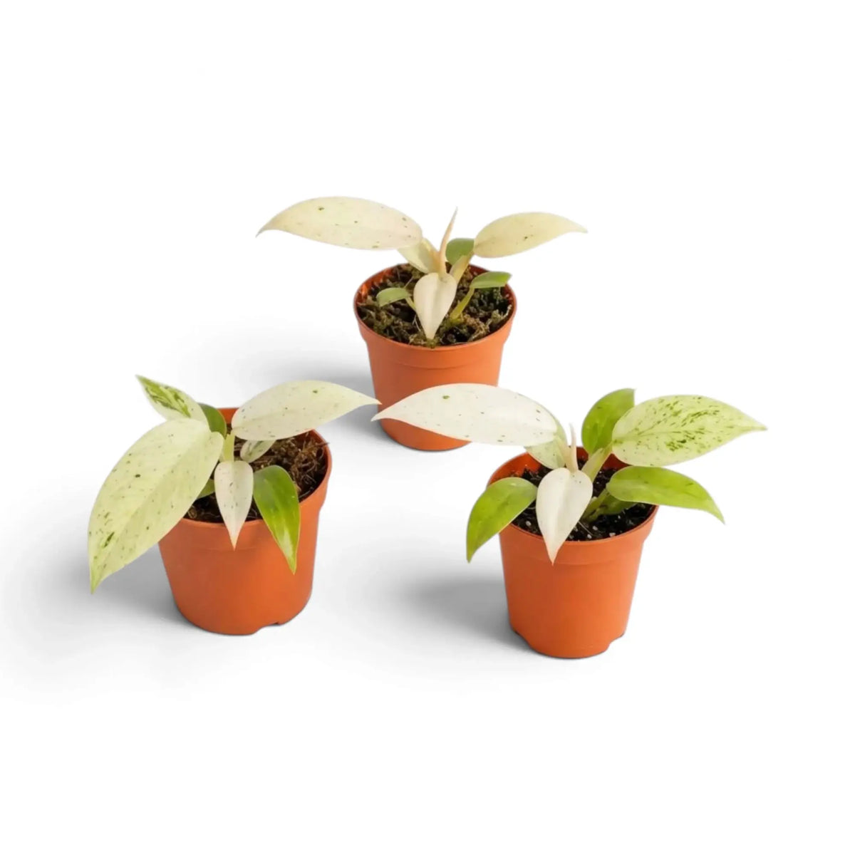 Junger Philodendron ‘Whipple Way’ mit schmalen grünen Blättern und cremefarbener bis mintgrüner Panaschierung im Kulturtopf.