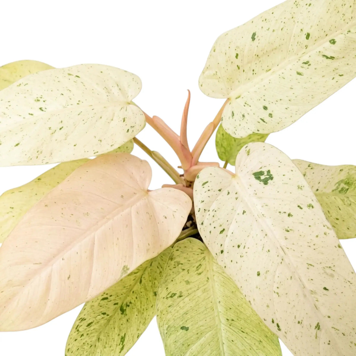 Nahaufnahme von Philodendron ‘Whipple Way’ mit schmalen grünen Blättern und cremefarbener bis mintgrüner Panaschierung.