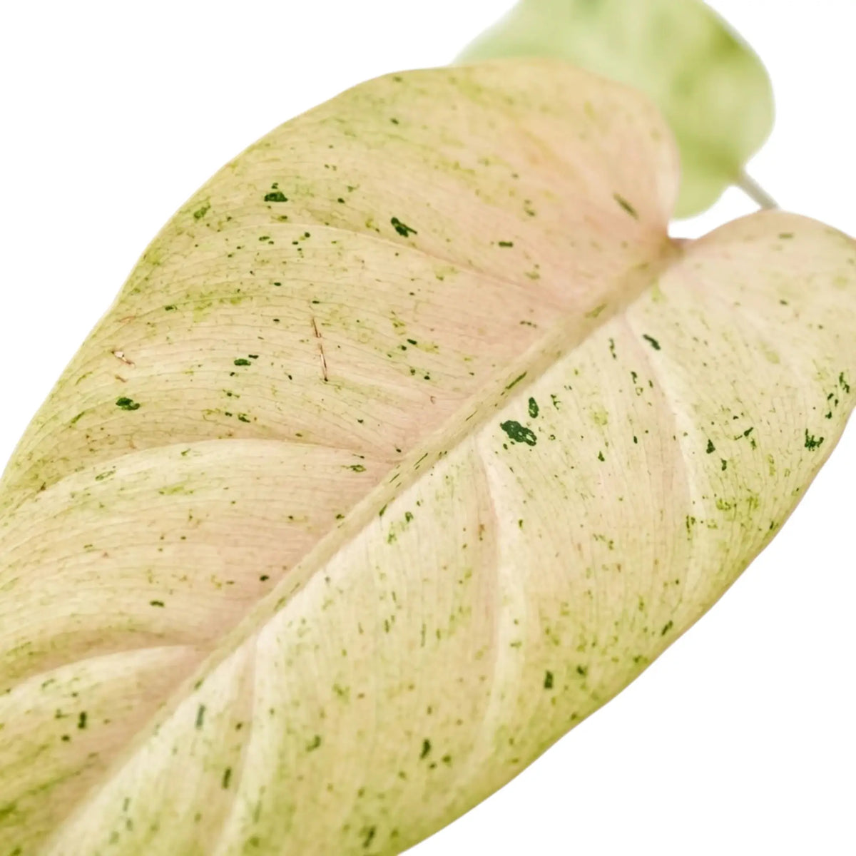 Nahaufnahme von Philodendron ‘Whipple Way’ mit schmalen grünen Blättern und cremefarbener bis mintgrüner Panaschierung.